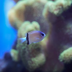 Blackbar Chromis