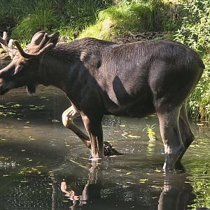 Moose