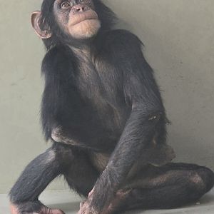 Chimpanzee