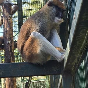 Patas monkey
