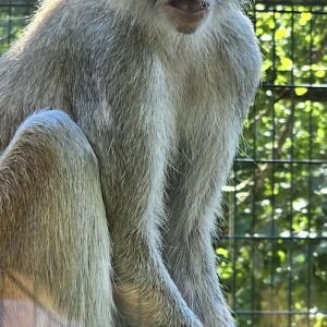 Patas monkey