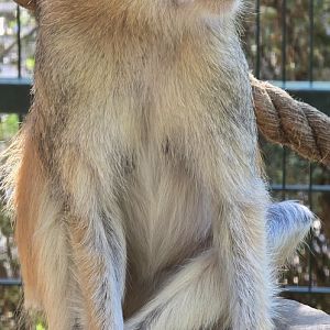 Patas monkey