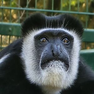 Colobus