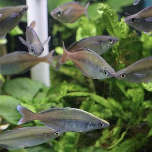 The Aqua Zoo—Bleher's Rainbowfish school
