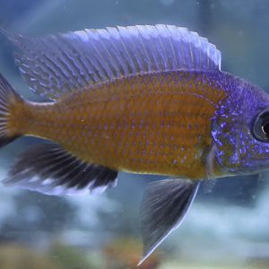 The Aqua Zoo—Red Fin Hap