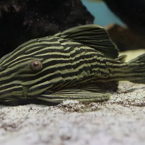 The Aqua Zoo—Royal Pleco