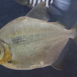 The Aqua Zoo—Silver Dollar