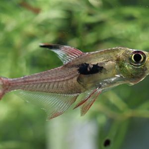 The Aqua Zoo—Rosy Tetra