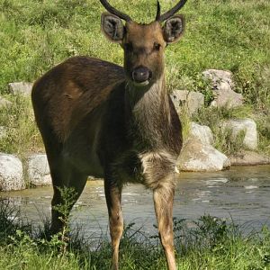 Barasingha