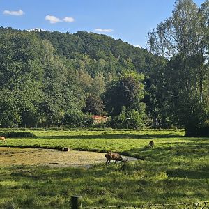 Barasingha enclosure and zoo setting