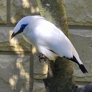 Bali starling