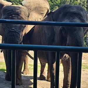 Asian and African elephants