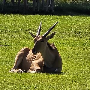 Eland