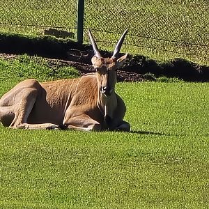 Eland