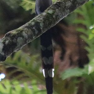 Green-billed Malkoha with Leaf