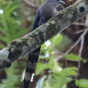 Green-billed Malkoha