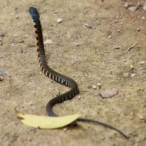 Small snake species - keelback?