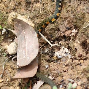Small snake species - keelback?