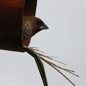 Scaly-breasted Munia