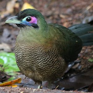 Sumatran Ground Cuckoo - Kaco Trail