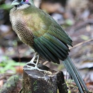 Sumatran Ground Cuckoo - Kaco Trail