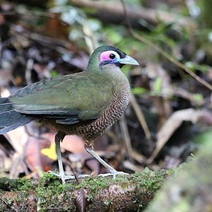 Sumatran Ground Cuckoo - Kaco Trail