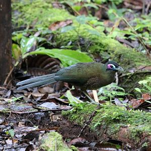 Sumatran Ground Cuckoo - Kaco Trail