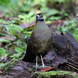 Sumatran Ground Cuckoo - Kaco Trail