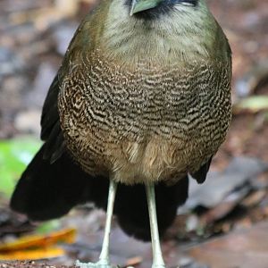 Sumatran Ground Cuckoo - Kaco Trail