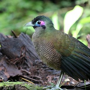 Sumatran Ground Cuckoo - Kaco Trail