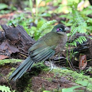 Sumatran Ground Cuckoo - Kaco Trail
