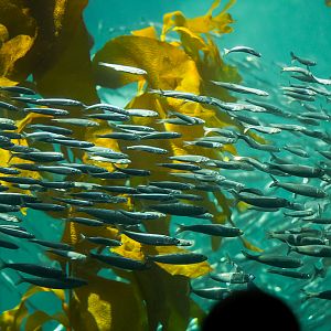 Northern Anchovies in the Kelp Forest