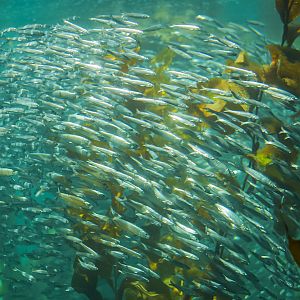 Northern Anchovies in the Kelp Forest