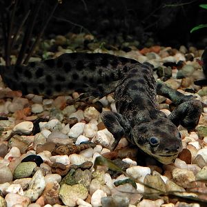 Iberian ribbed newt