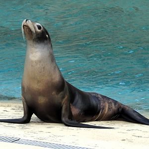 Californian Sea Lion  31 August 2025