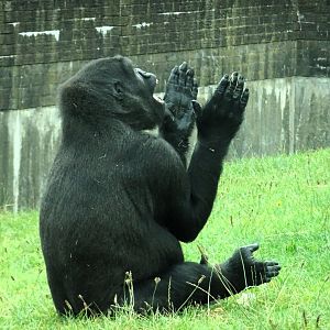 Western Lowland Gorilla 31 August 2025