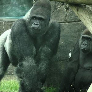 Western Lowland Gorillas 31 August 2025
