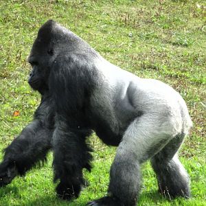 Western Lowland Silverback Gorilla 31 August 2025