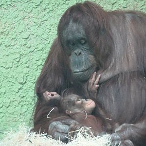 Bornean Orangutans 31 August 2025