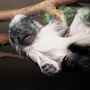 Cotton-top Tamarin 31 August 2025