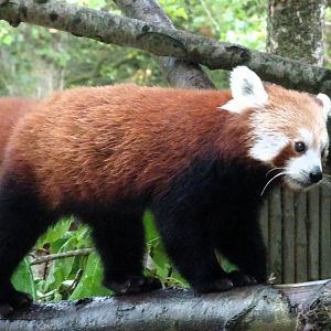 Red Panda 31 August 2025