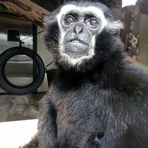 Pileated Gibbon 31 August 2025