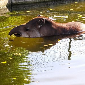 Brazilian Tapir 31 August 2025