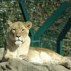 Lioness 31 August 2025