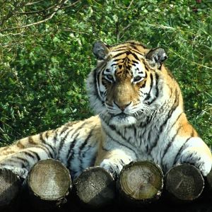 Amur Tigress Alyona 31 August 2025