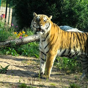 Amur Tiger Rusty 31 August 2025