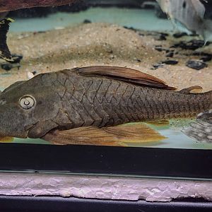 Blue-eyed Redfin Pleco, L137 (Hypostomus soniae)