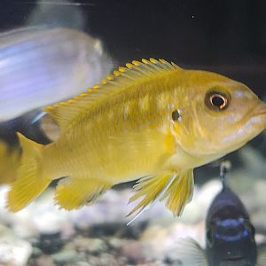 Chindongo saulosi (Female/Juvenile)