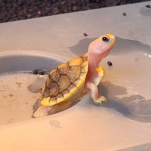 Caramel Slider (Trachemys scripta elegans var.)