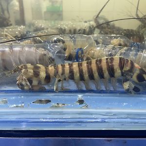 zebra mantis shrimp (lysiosquillina maculata)